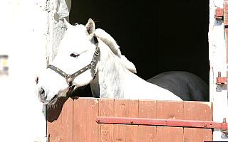Skradzione konie z Niemiec odnalazły się w podolsztyńskim gospodarstwie